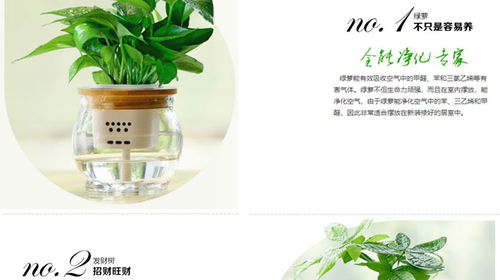 漢陽花卉 以專業勞務服務打造武漢市美化家園新標桿